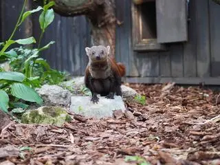 Galidia kasztanowata nowym mieszkańcem zoo