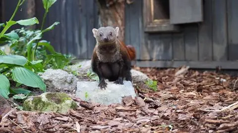 Galidia kasztanowata w warszawskim zoo. W naturze występuje tylko na Madagaskarze