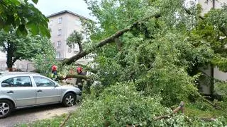 Drzewo spadło na ogrodzenie przedszkola i zaparkowany samochód