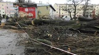 Topola przygniotła auta na parkingu 