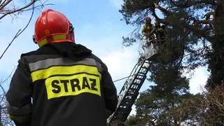 Strażacy zabezpieczają drzewo 