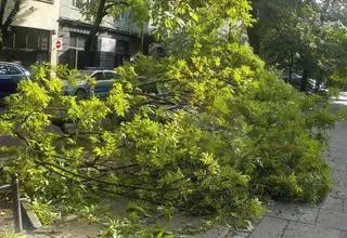 Na samochód spadł konar