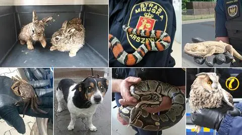 Od psów po pająki, węże i kraby. Rekordowy rok dla ekopatrolu