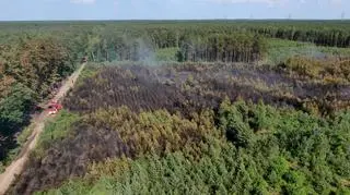 Pożar lasu w Jabłonnie