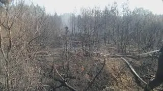 Pożar lasu w Jabłonnie