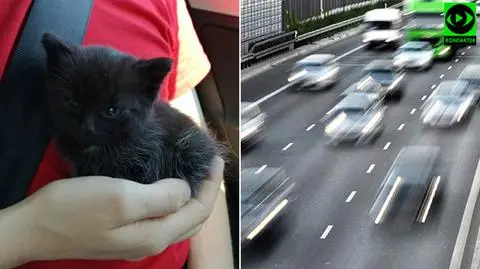 "Kierowca wyrzucił trzy kotki na ulicę. Na 112 powiedzieli, że nic nie zrobią"