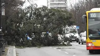 Drzewo uderzyło w autobus miejski