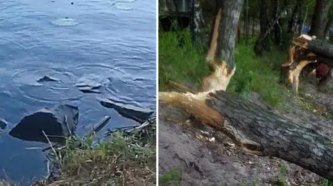 Bobry w Kanale Żerańskim.  "Porażające zniszczenia"