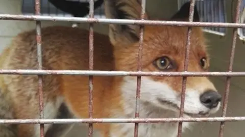 Lis spacerował po Chmielnej