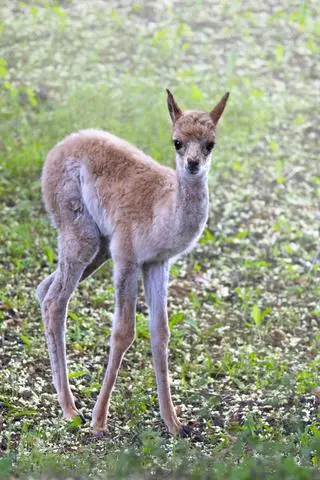 Wikunia w warszawskim zoo