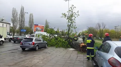 Powalone drzewo na Czerniakowskiej