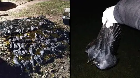 Martwe ptaki na Mokotowie. "Masowa egzekucja"