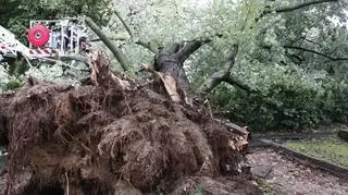 Drzewo spadło na samochody