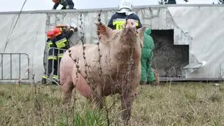 Ciężarówka ze świniami wywróciła się na rondzie