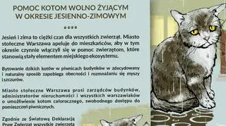 Kot wolno żyjący