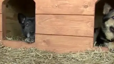 Zakochany Bosman. Wrócił do schroniska, żeby spotkać Zoję