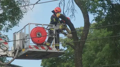 Pęknięte drzewo na Mickiewicza. Ulica została zamknięta