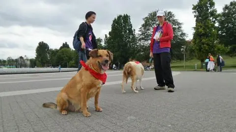 Pies w kolejce po lody? Schronisko zachęca do adopcji