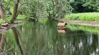 W stawie na terenie Parku Sieleckiego opadła woda