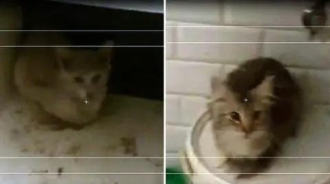 Setka kotów w jednym mieszkaniu? "Chce stworzyć nowy kolor w rasie"