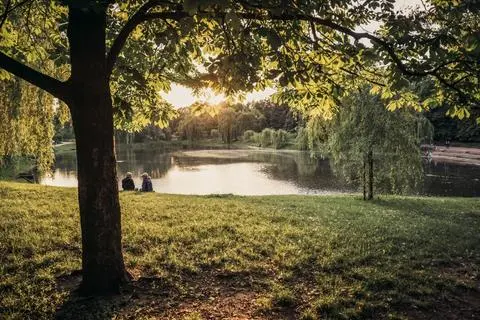 Ile zarabiają warszawskie drzewa? 