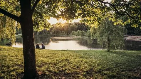 Ile zarabiają warszawskie drzewa? 