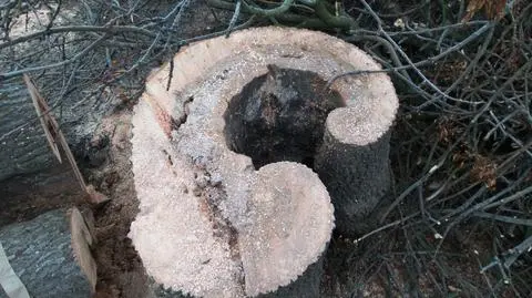 "Wysoki stopień zagrożenia bezpieczeństwa ludzi i ich mienia". Ochota tłumaczy wycinkę