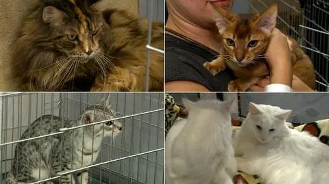 Kocie piękności z całego świata. Wystawa na Bielanach