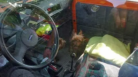 Yorki w małym fiacie, w pełnym słońcu