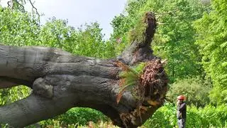 Buk z Ogrodu Botanicznego UW został powalony przez silny wiatr