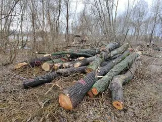 Wycięte drzewa pod budowę mostu pieszo-rowerowego