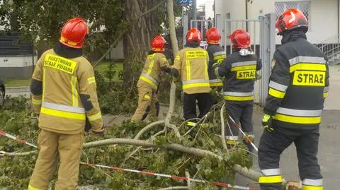 Ze starej topoli zwisał potężny konar. W pobliżu spacerowali ludzie i zaparkowane były auta