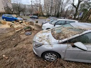 Drzewo przewróciło się na zaparkowane samochody