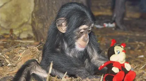 Maskotki, torebki i przyprawy. Zoo organizuje zbiórkę dla zwierząt