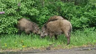 Nie można ich w tej chwili odławiać i wywozić. Pozostało zabijać?
