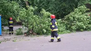 Konar spadł na latarnię