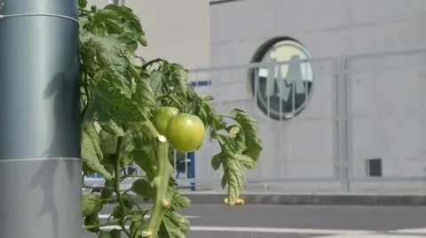 Tuż przy stacji metra wyrósł krzak pomidora