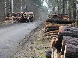 Wycinka na terenie Leśnictwa Zbójna Góra