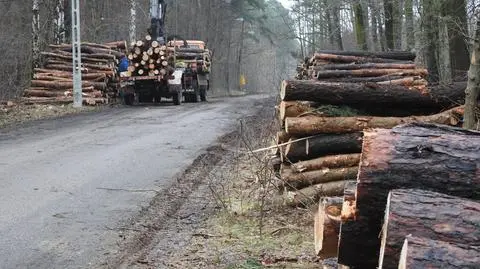 Wycięli drzewa w parku krajobrazowym, postawili zakazy wstępu