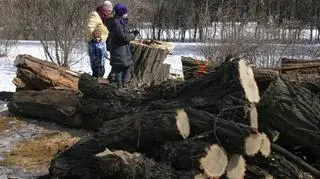 Wycięli drzewa w parku na Ochocie