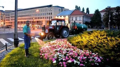Częściej podlewają rośliny w czasie upałów. "Potrzebują dużo wody"