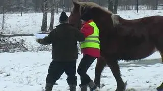 Aktualnie czytasz: Trzymał konie bez wody i jedzenia