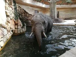 Tak zwierzęta w warszawskim zoo radzą sobie z upałami 