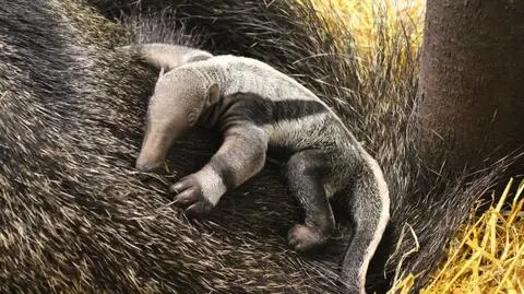 W zoo urodził się mrówkojad. Zamiast mrówek - wołowina