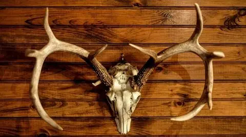 Ukradł z restauracji poroże jelenia i sprzedał 