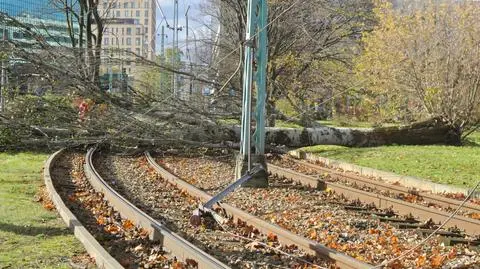 Duże drzewo runęło na torowisko. Nie kursowały tramwaje kilku linii