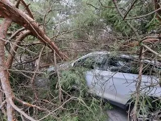 Drzewo przygniotło bmw