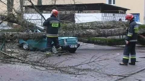 Drzewo zgniotło malucha. "Właściciel został z gąbką w ręku"