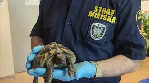 Zauważyła na środku jezdni "dziwną kopułę" 