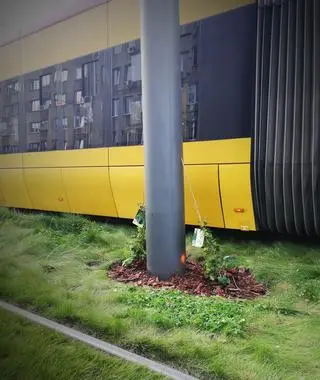 Tramwajarze posadzili bluszcz przy słupach tramwajowych